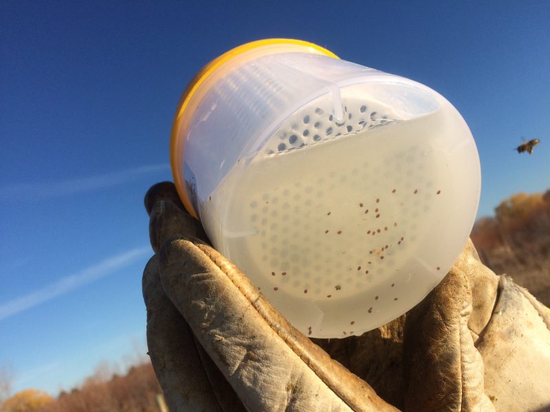 monitoraggio della varroa con Varroa Easycheck