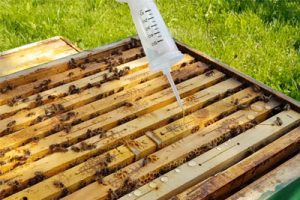 api-bioxal per la cura delle api