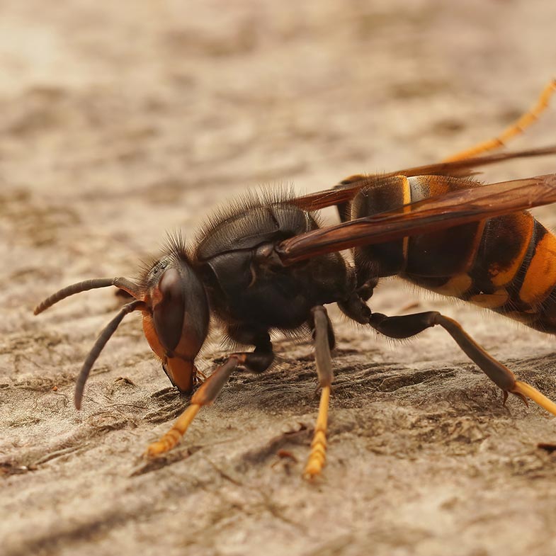 vespa velutina Asian yellow Hornet wasp